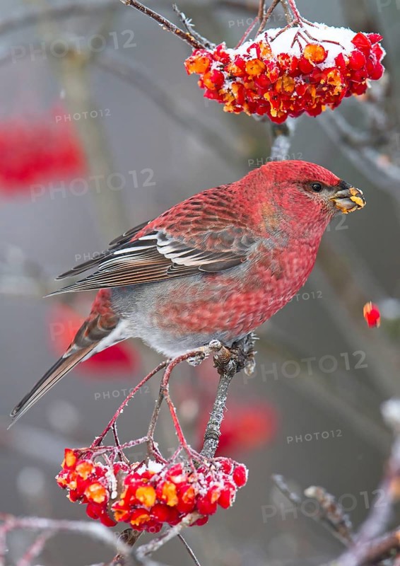 Pine grosbeak