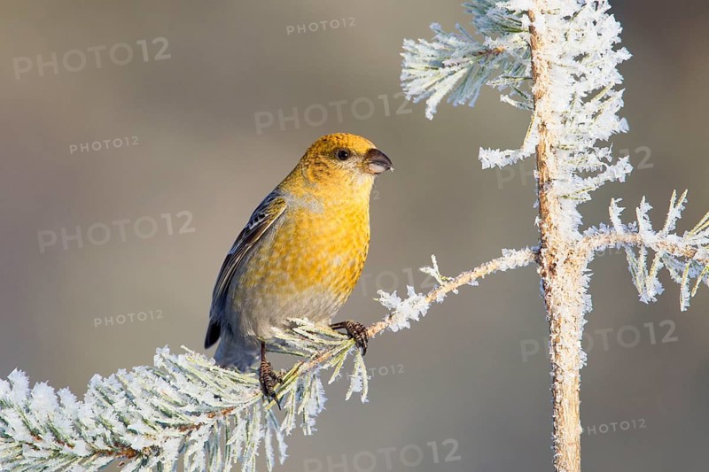 Pine grosbeak