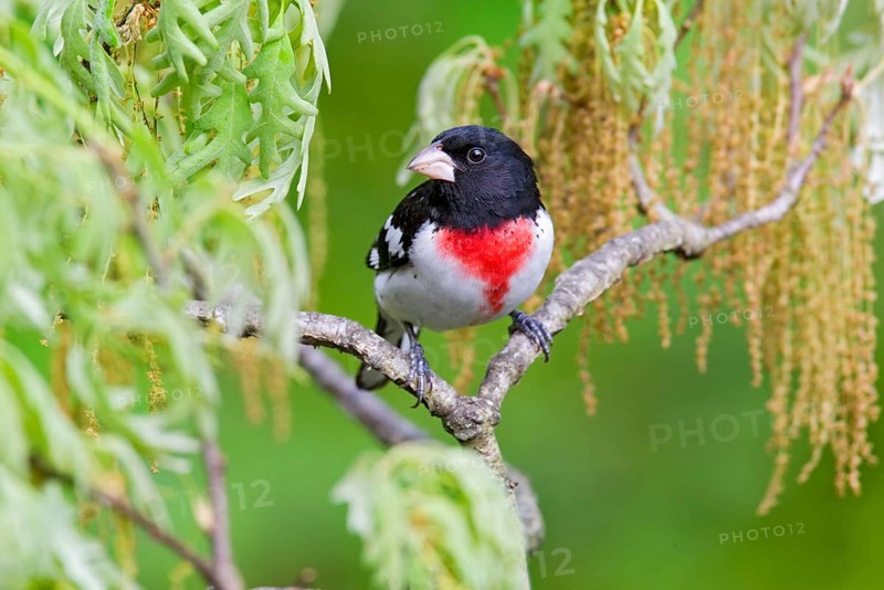 Rose-breasted Grosbeak