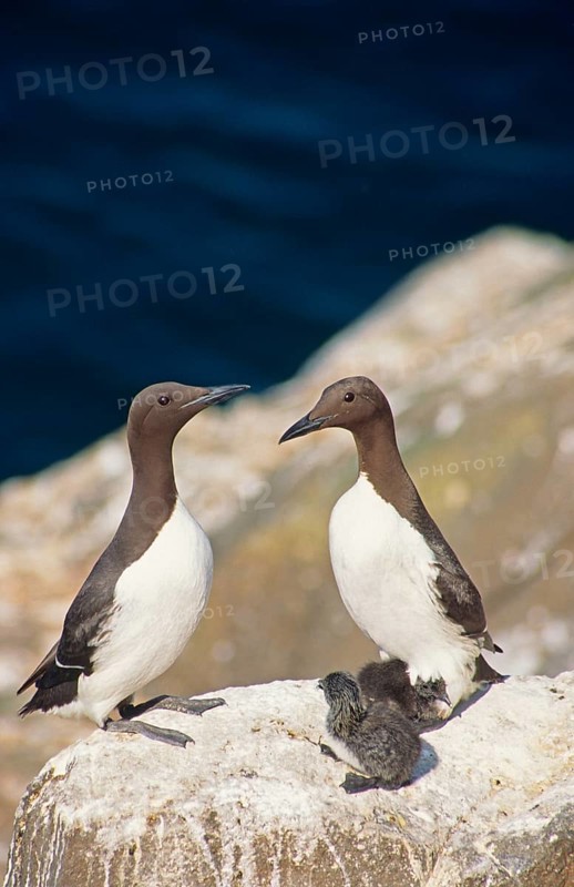Guillemot