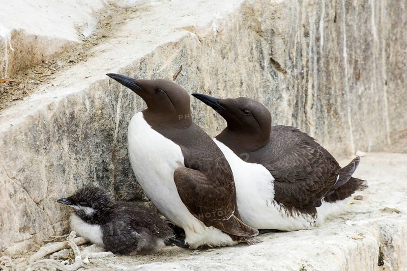 Common guillemot