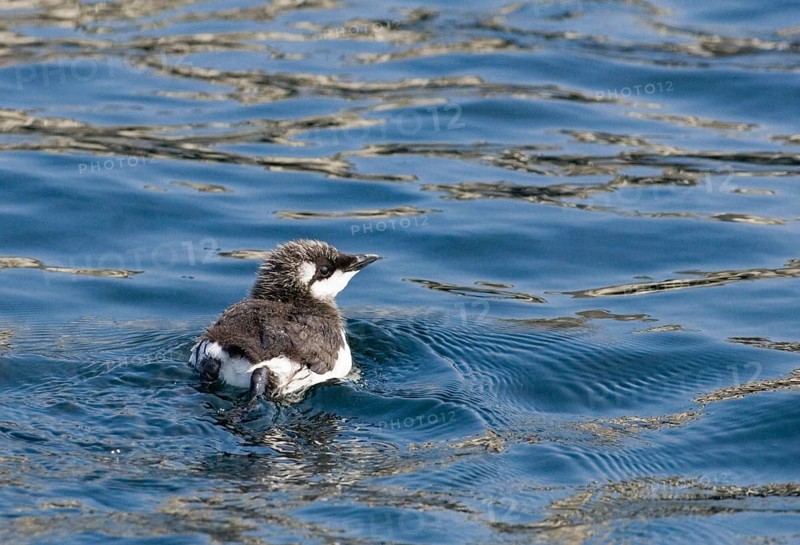 Common guillemot