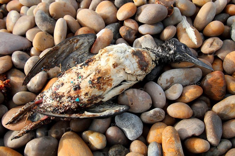Common guillemot