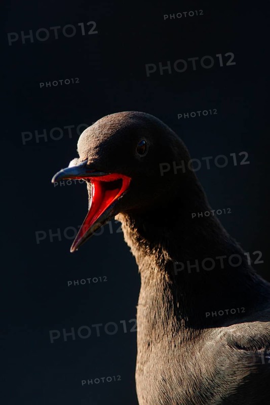Black guillemot