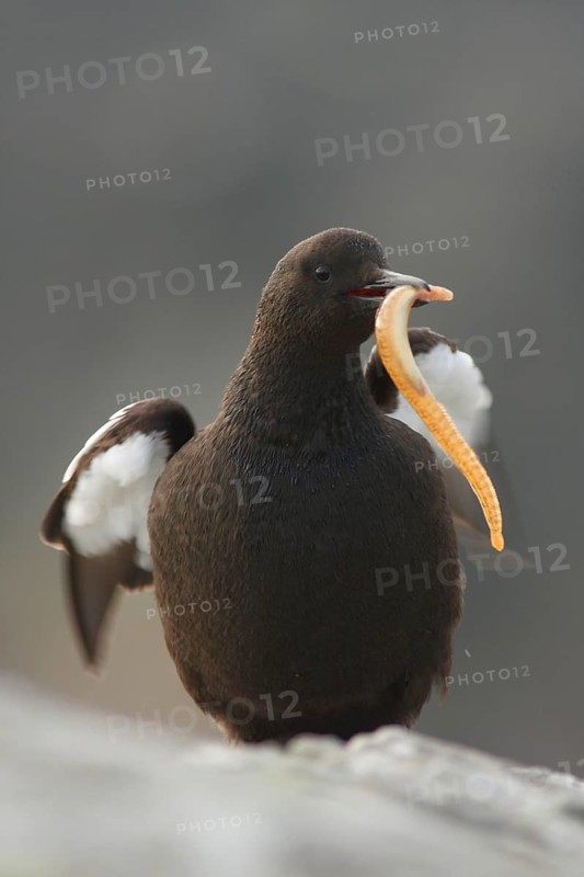 Black guillemot