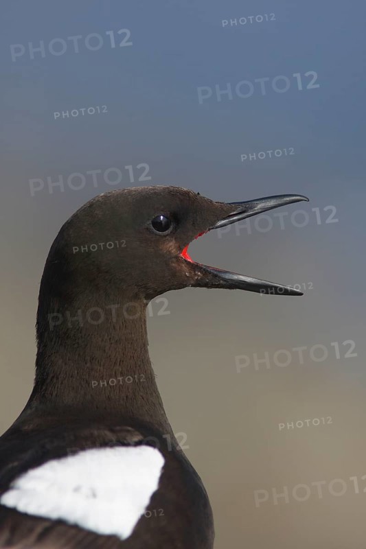 Black guillemot