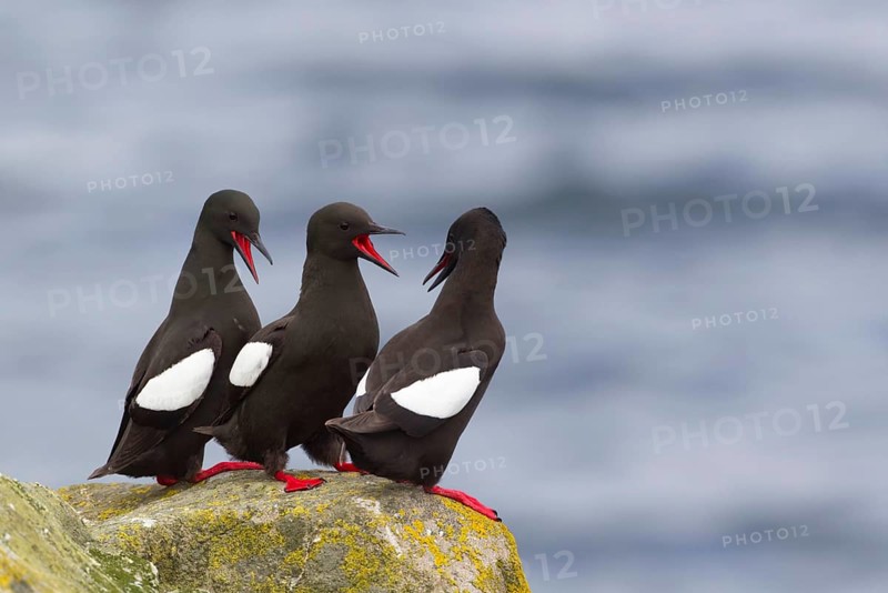 Black Guillemot