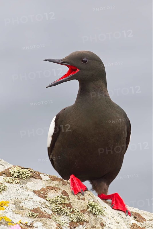 Black Guillemot