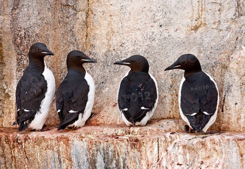 Brunnich's thick-billed murre