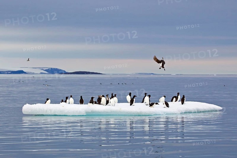 Brunnich's Guillemot