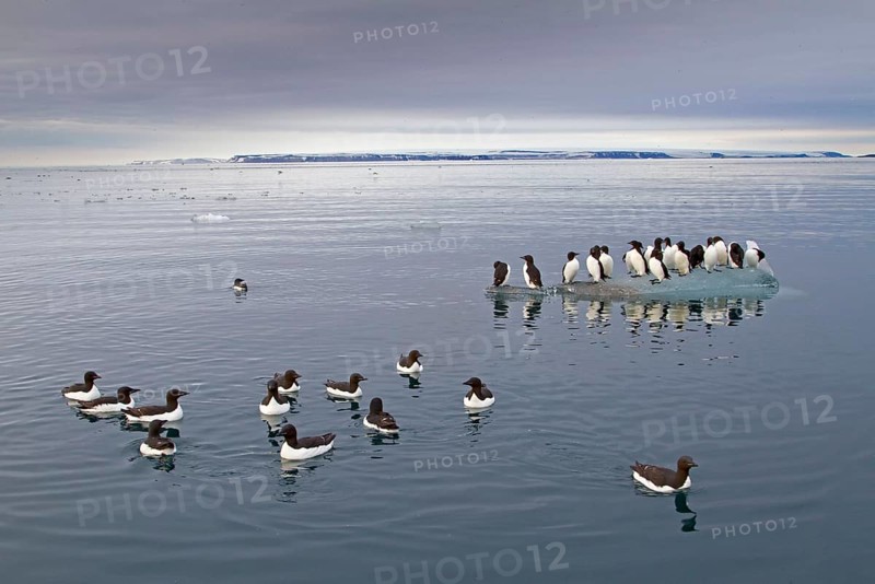 Brunnich's Guillemot
