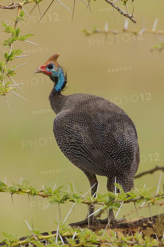 Helmeted Guinea Fowl