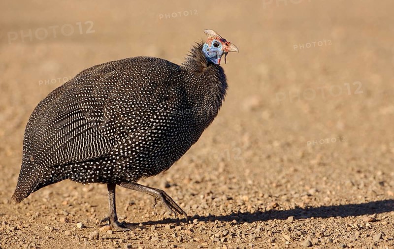 Helmeted Guineafowl