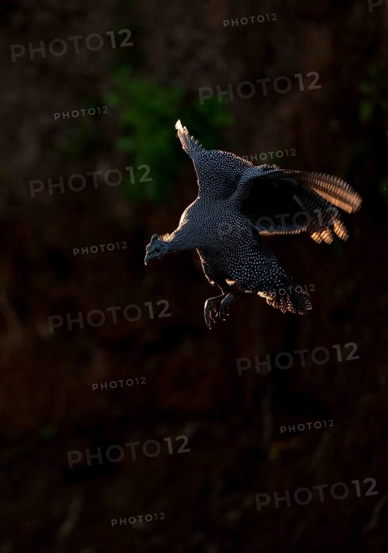 Helmeted Guineafowl