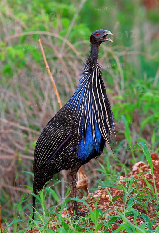 Vulturine guinea fowl