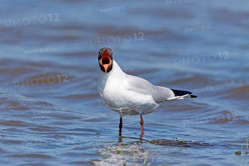 Black-headed Gull