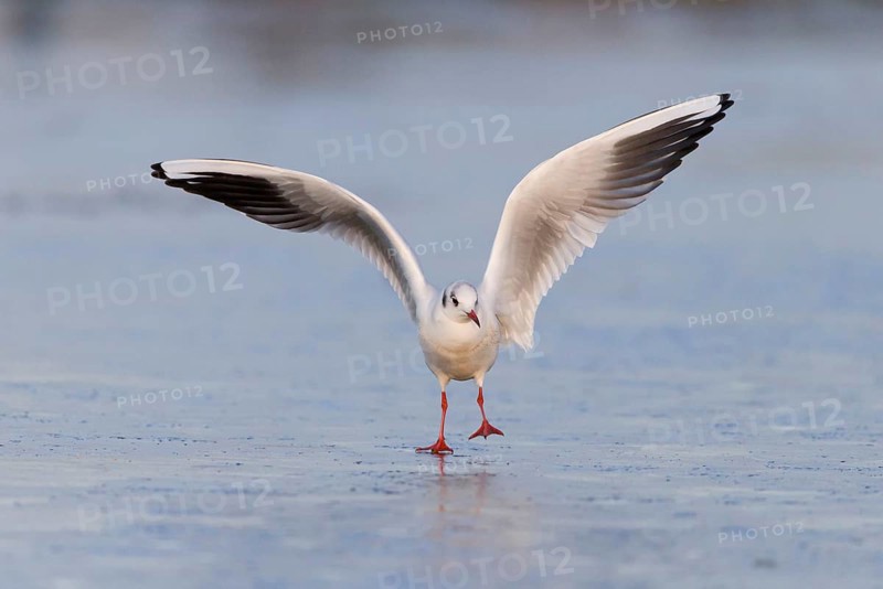 Black-headed Gull