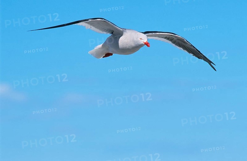 Dolphin gull