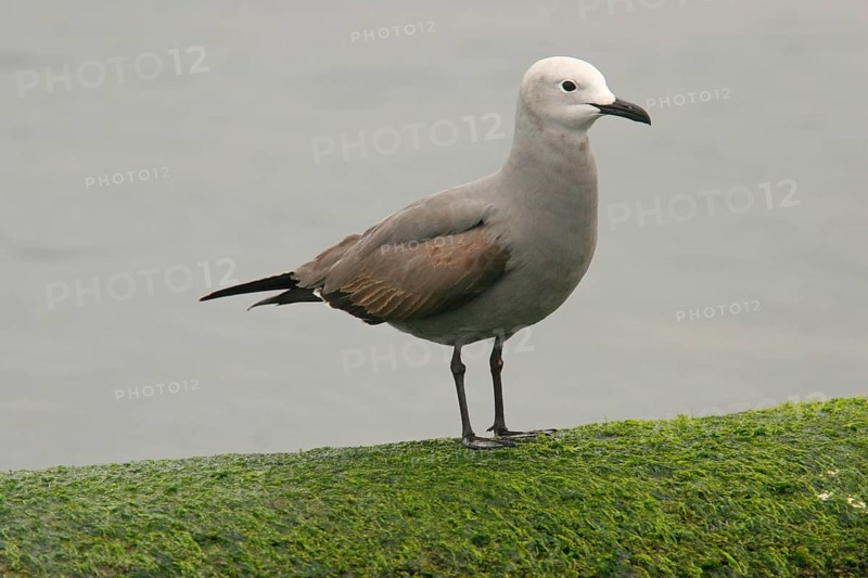 Grey gull