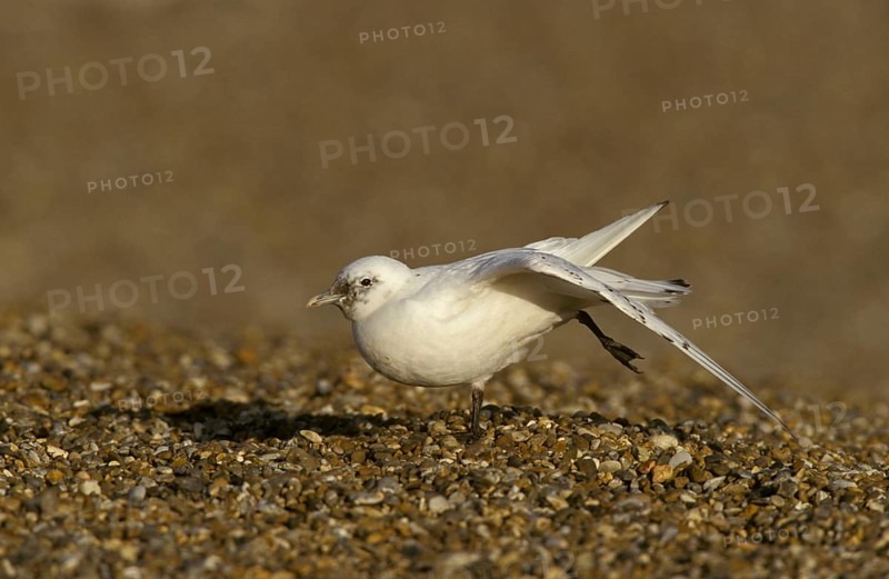 Ivory Gull