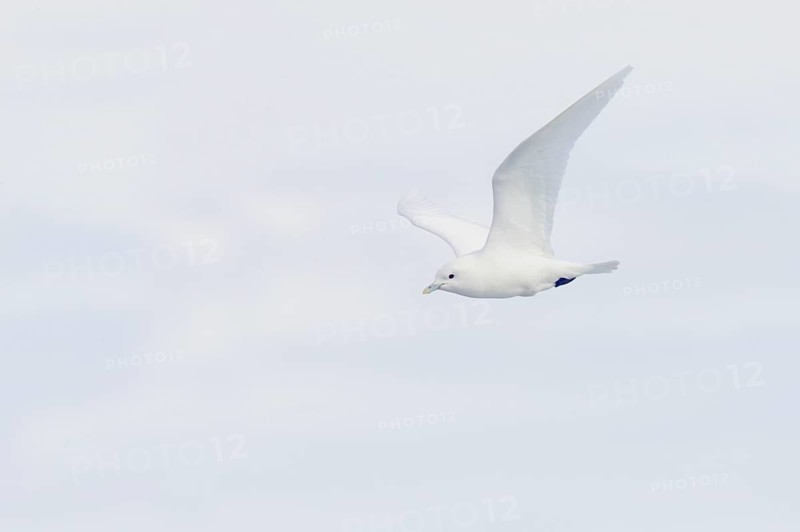 Ivory Gull
