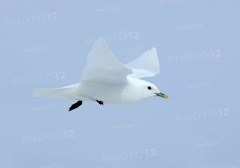 Ivory Gull