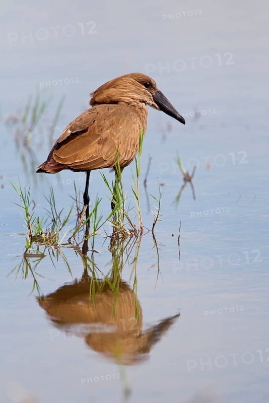 Hamerkop