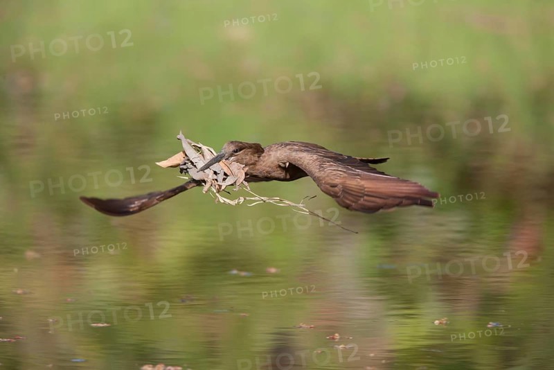 Hamerkop