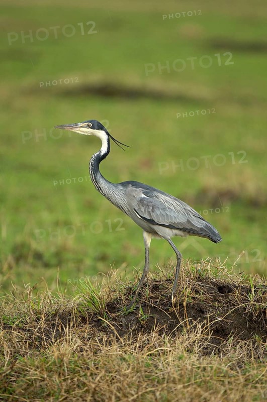 Adult black-headed heron