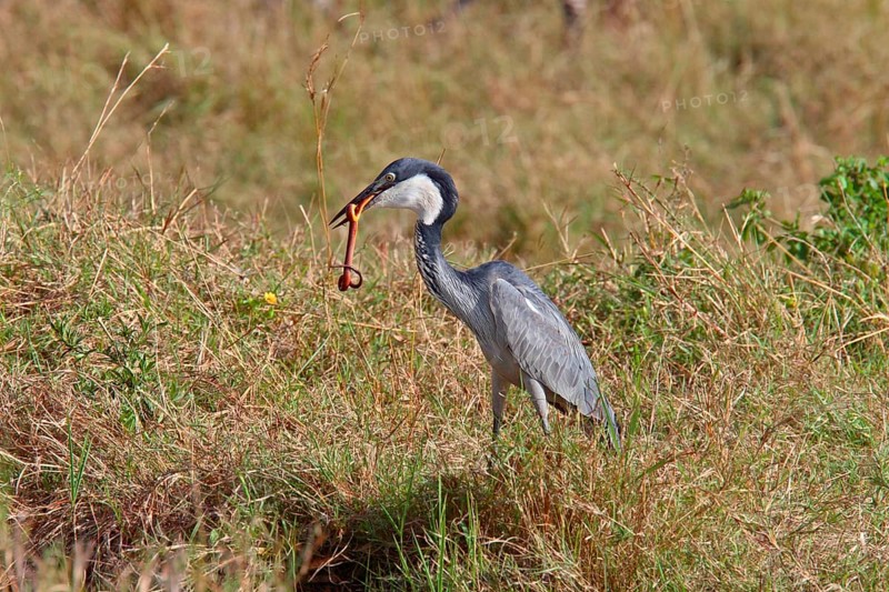 Adult black-headed heron
