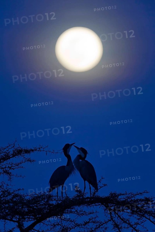 Adult pair of Black-crowned Night-Herons
