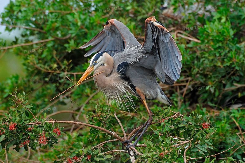 Great Blue Heron