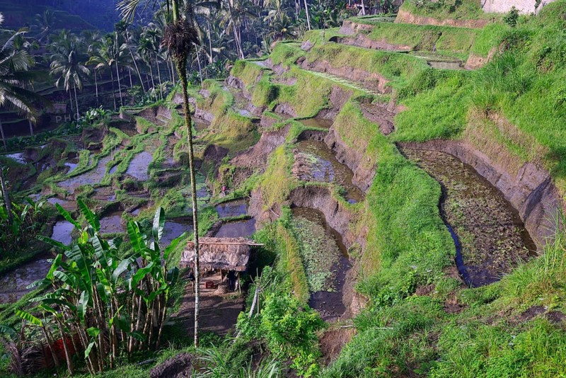 Rice terraces