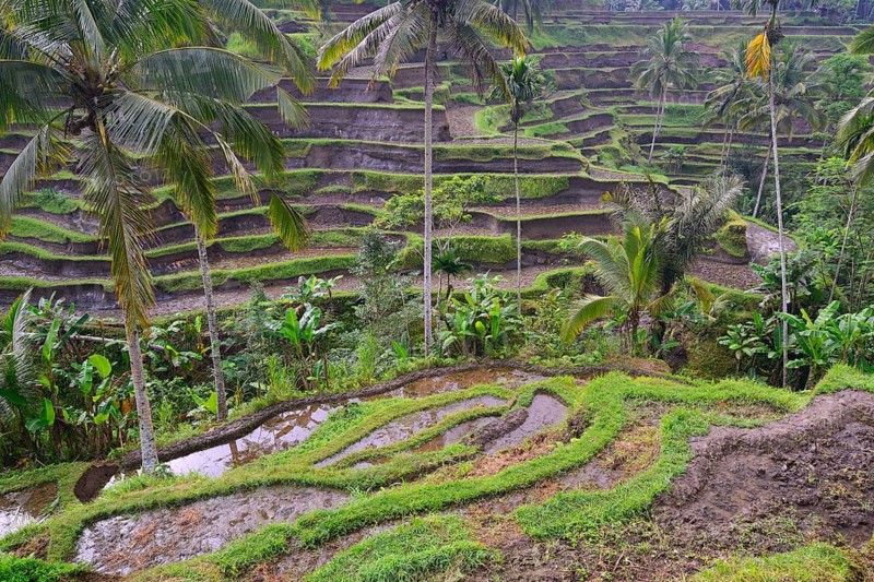 Rice terraces