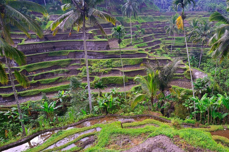 Rice terraces
