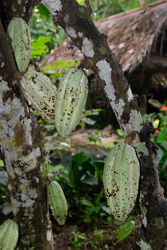 Cocoa tree