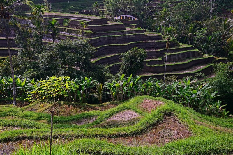 Rice terraces near Tegallalang