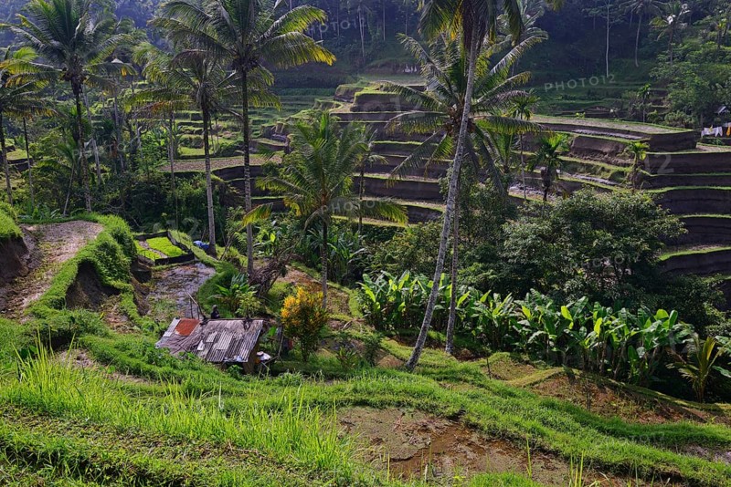Rice terraces near Tegallalang