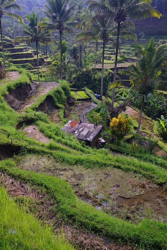 Rice terraces near Tegallalang
