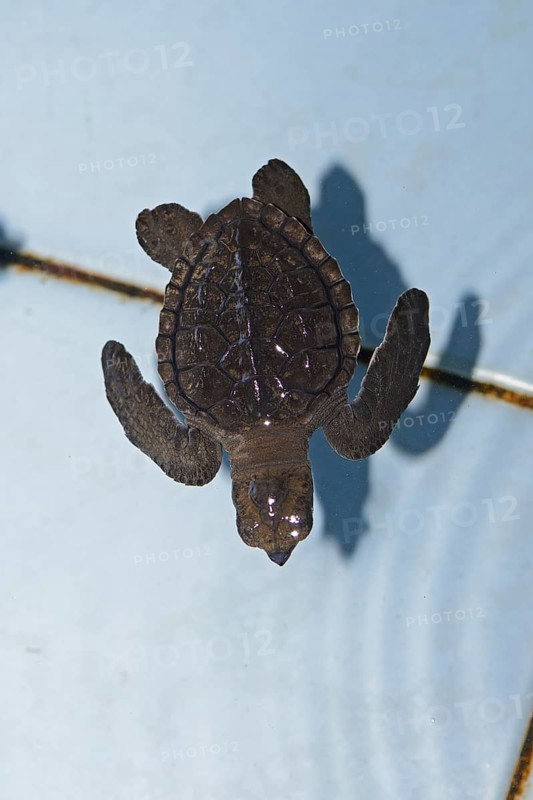 Approx. 1-month-old olive ridley sea turtle