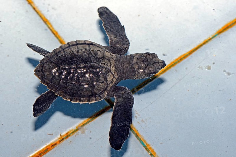 Approx. 1-month-old olive ridley sea turtle