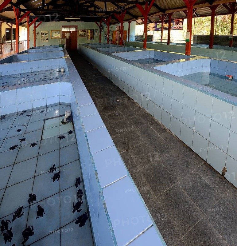 Caging tank for hatched turtles