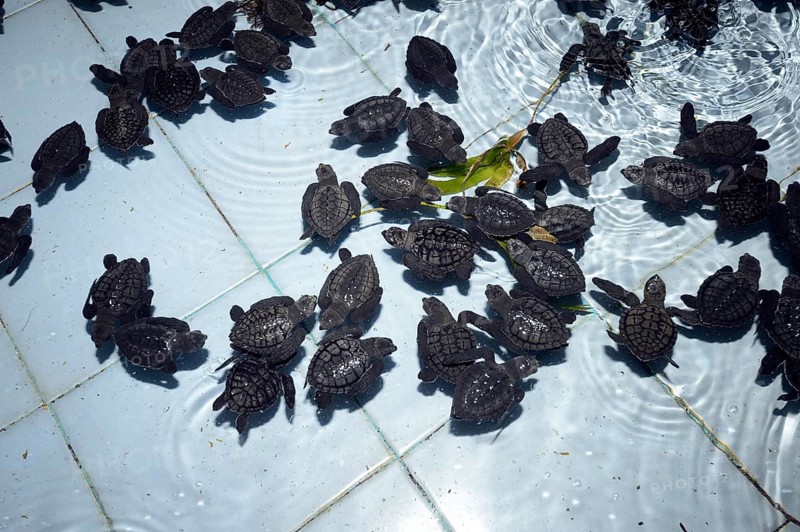 Approx. 1-month-old olive ridley sea turtles