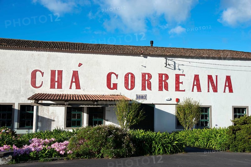 Tea Factory