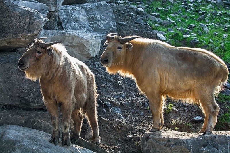 Two golden takins