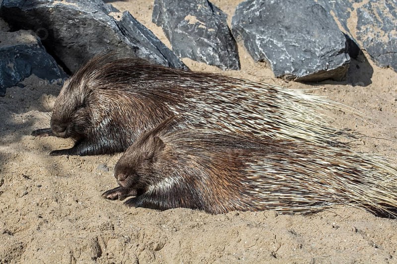 Hystrix leucura