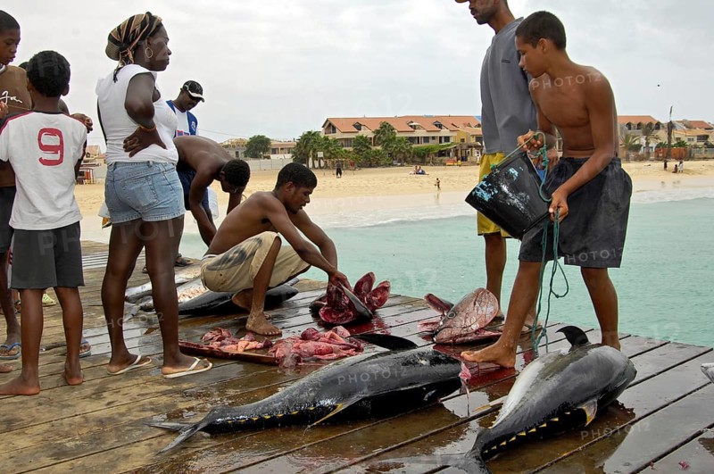 Fishermen dissect yellowfin tuna