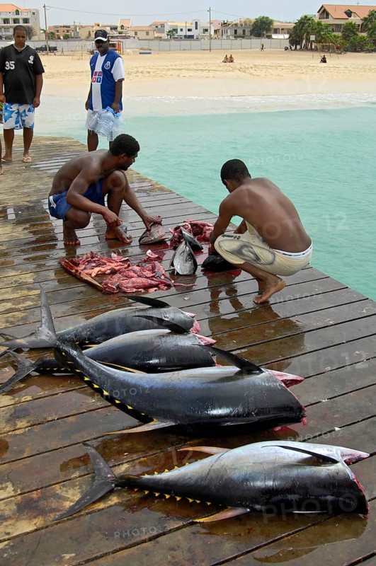 Fishermen dissect yellowfin tuna