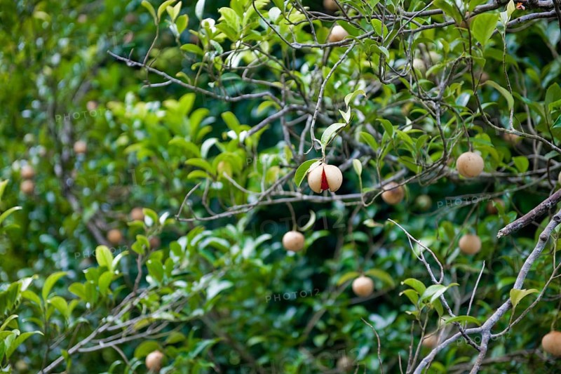 Tree of nutmeg