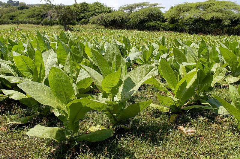Tobacco plant